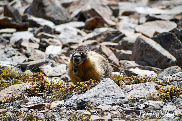 DSC_3792