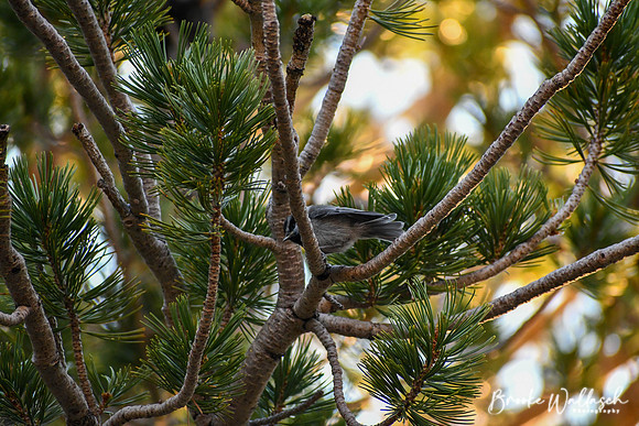 DSC_4589