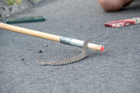 Rattlesnake!