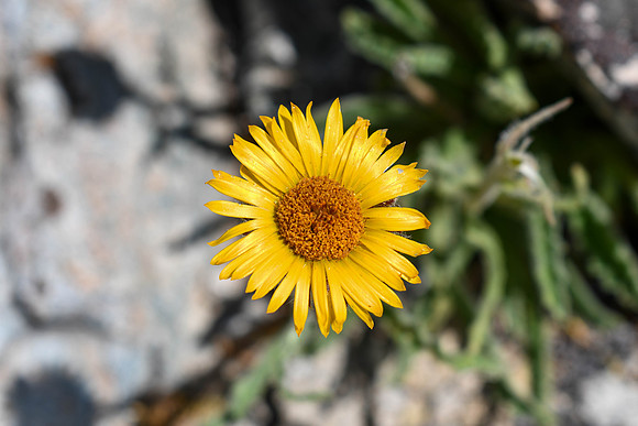 DSC_6903