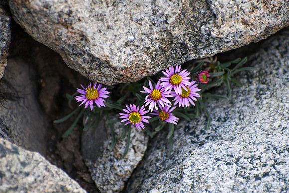 DSC_6867