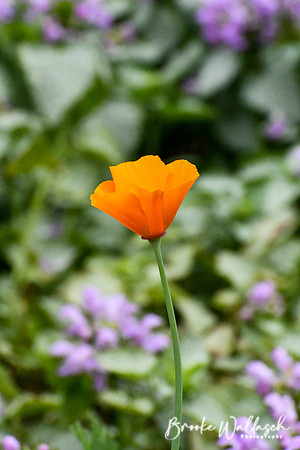 DSC_2317
