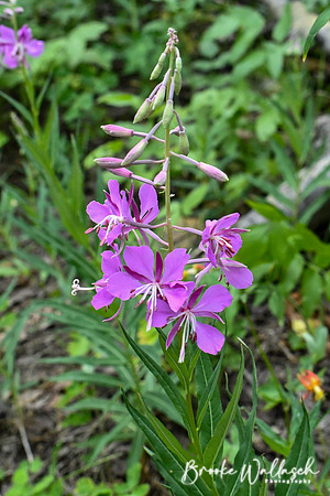 DSC_2417