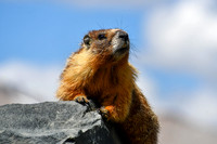 Wildlife
