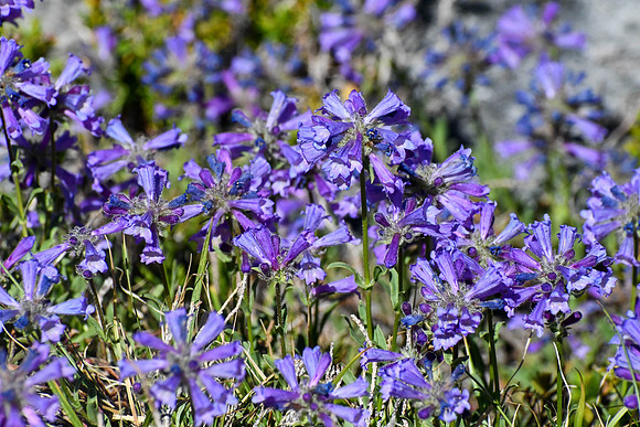 DSC_5639