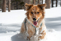 Snow Pupper