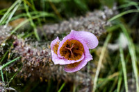 DSC_3786 (2)