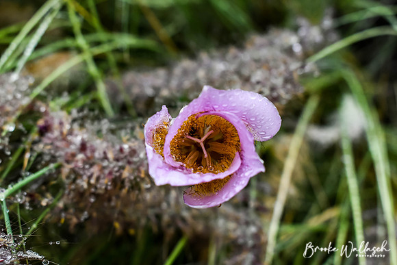 DSC_3786 (2)