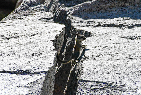 DSC_3242