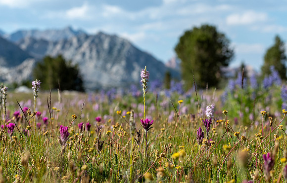 DSC_3517