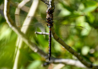 DSC_0647
