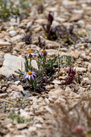 GLORIA Great Basin 2025